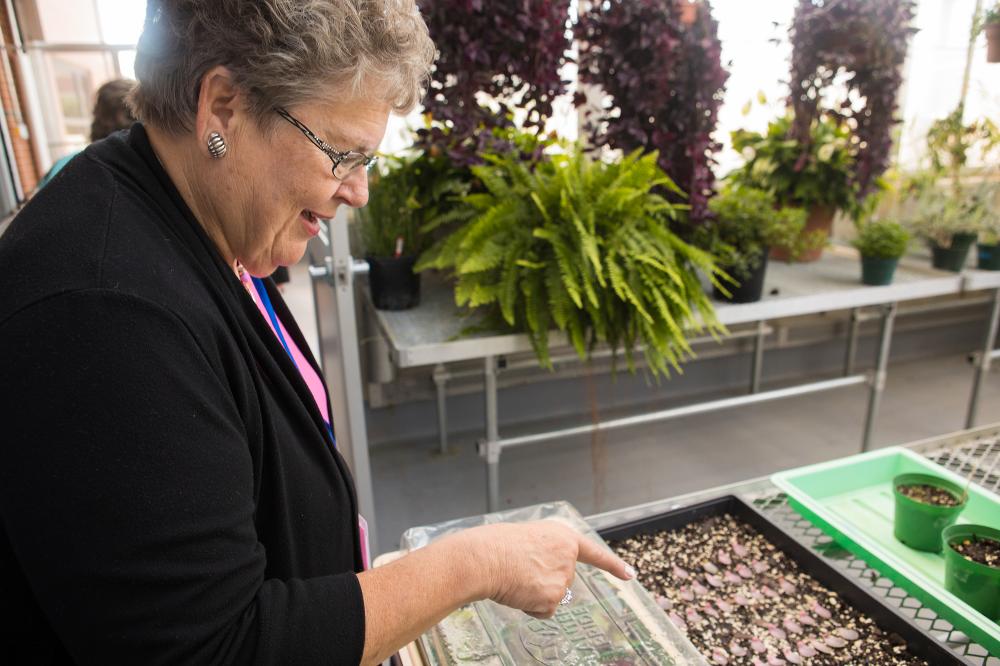 woman looks at plants in greenhouse